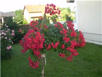 bc2168bf-Picture 449.jpg